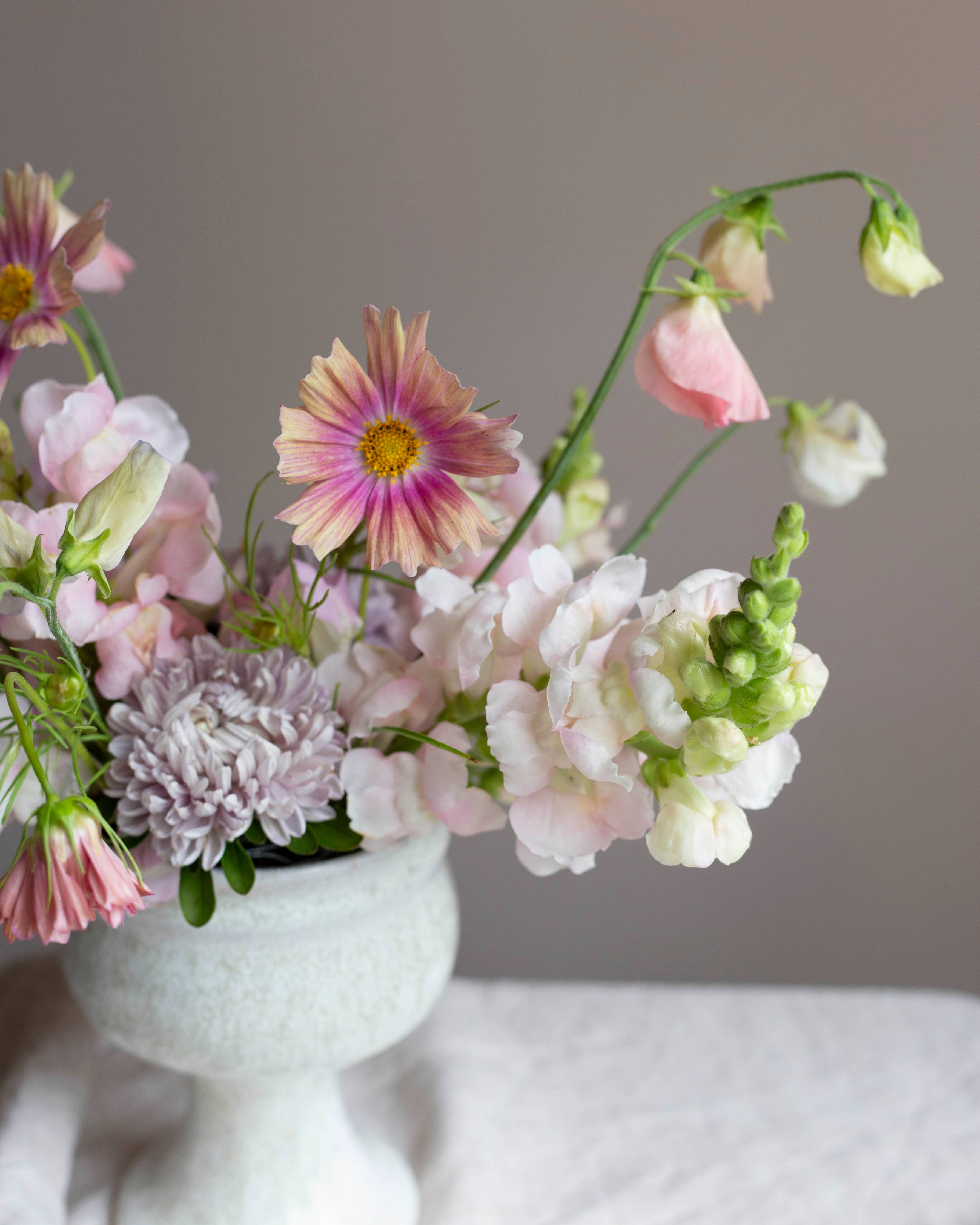 Punakosmos 'Apricotta' – Cosmos bipinnatus, ca. 25 Samen