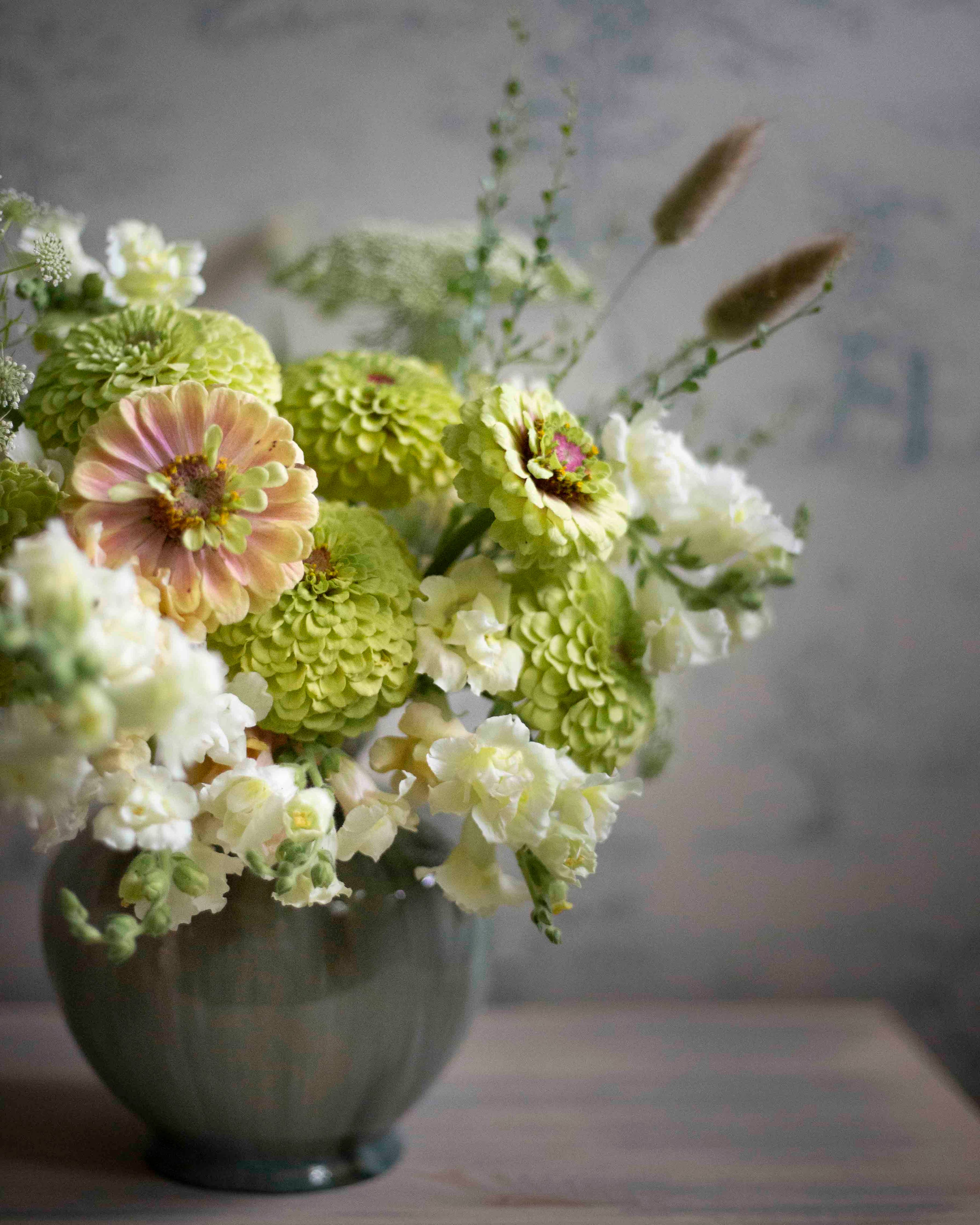 Isotsinnia Queen Lime Blush – Zinnia Elegans, ca. 20 Samen