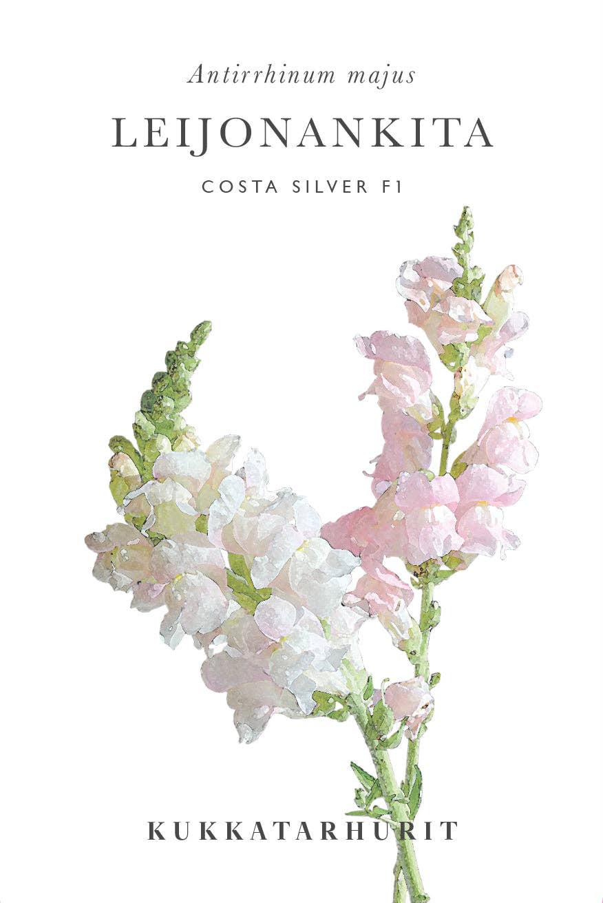 Leijonankita Costa Silber