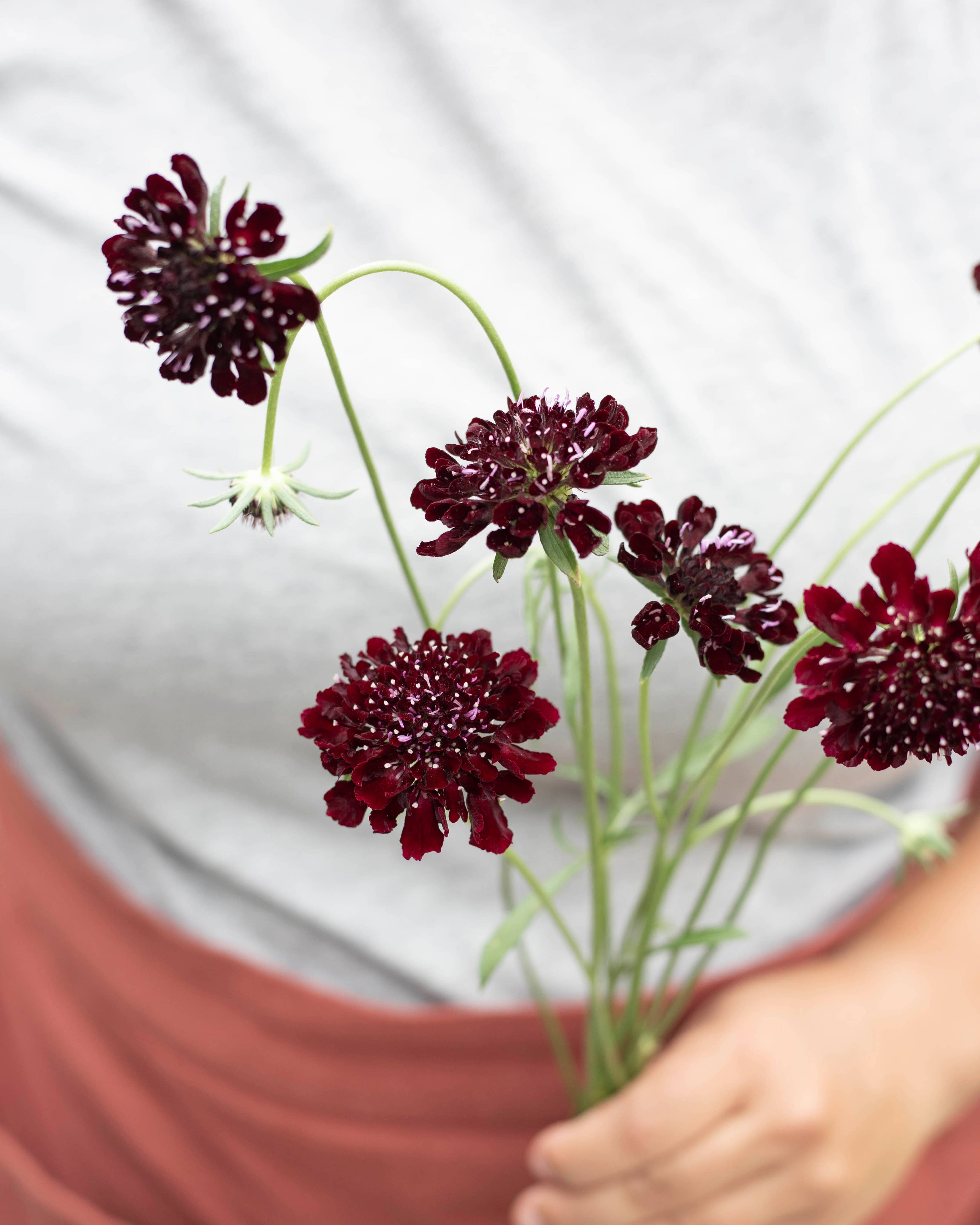 Koreatörmäkukka 'Black Knight' – Scabiosa atropurpurea, ca. 50 Samen