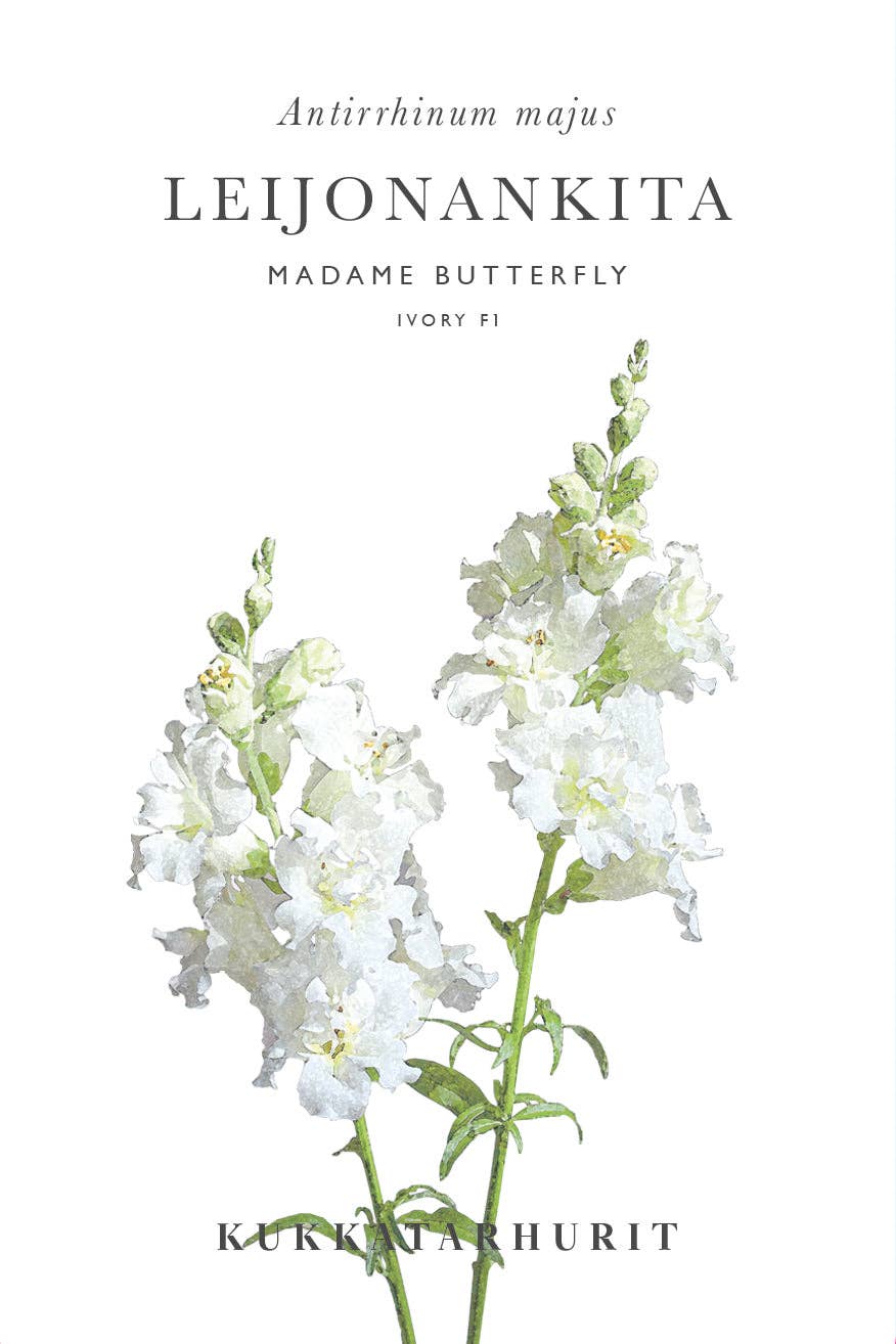 Leijonankita Madame Butterfly Elfenbein