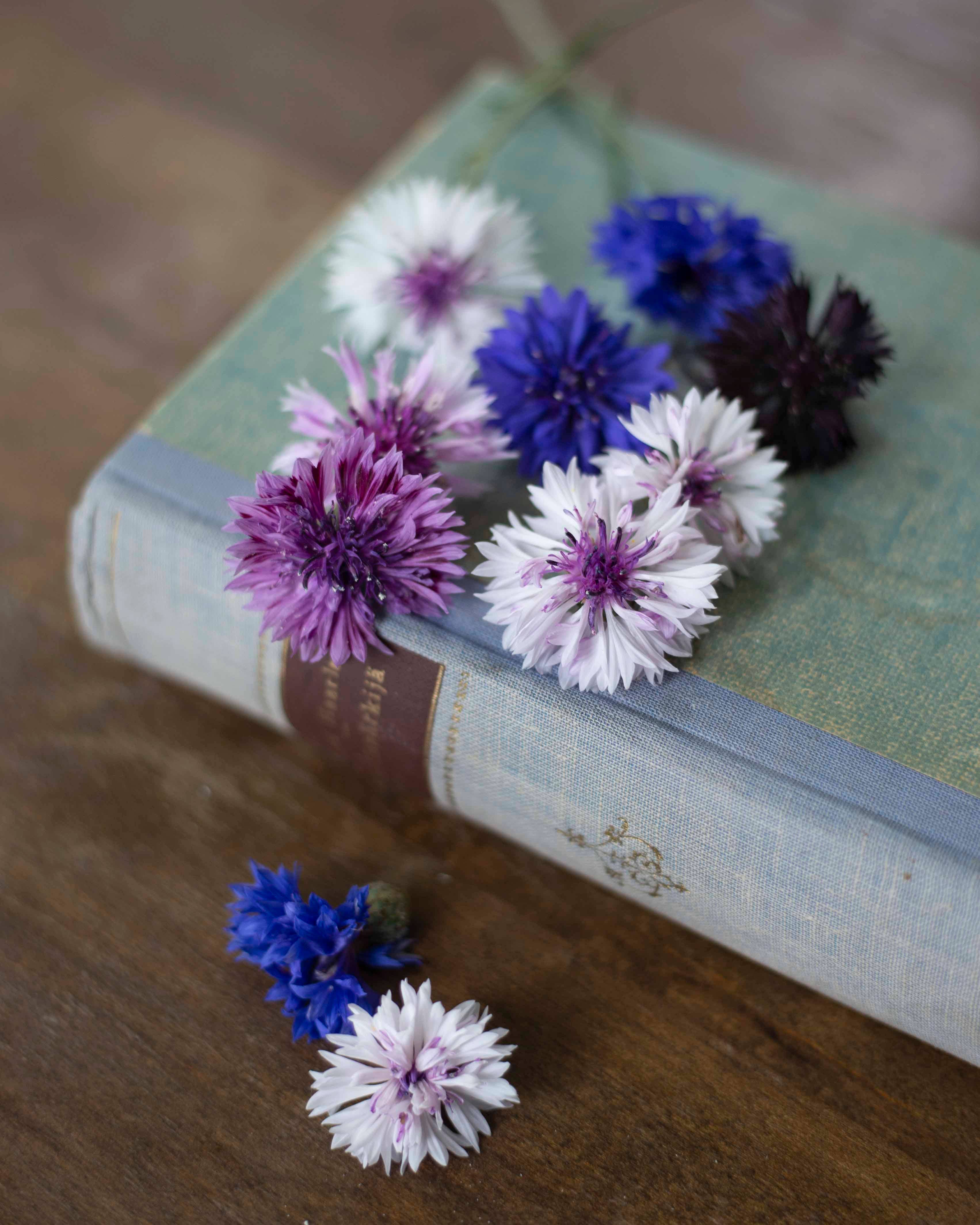 Ruiskaunokki Classic Magic - Kornblume