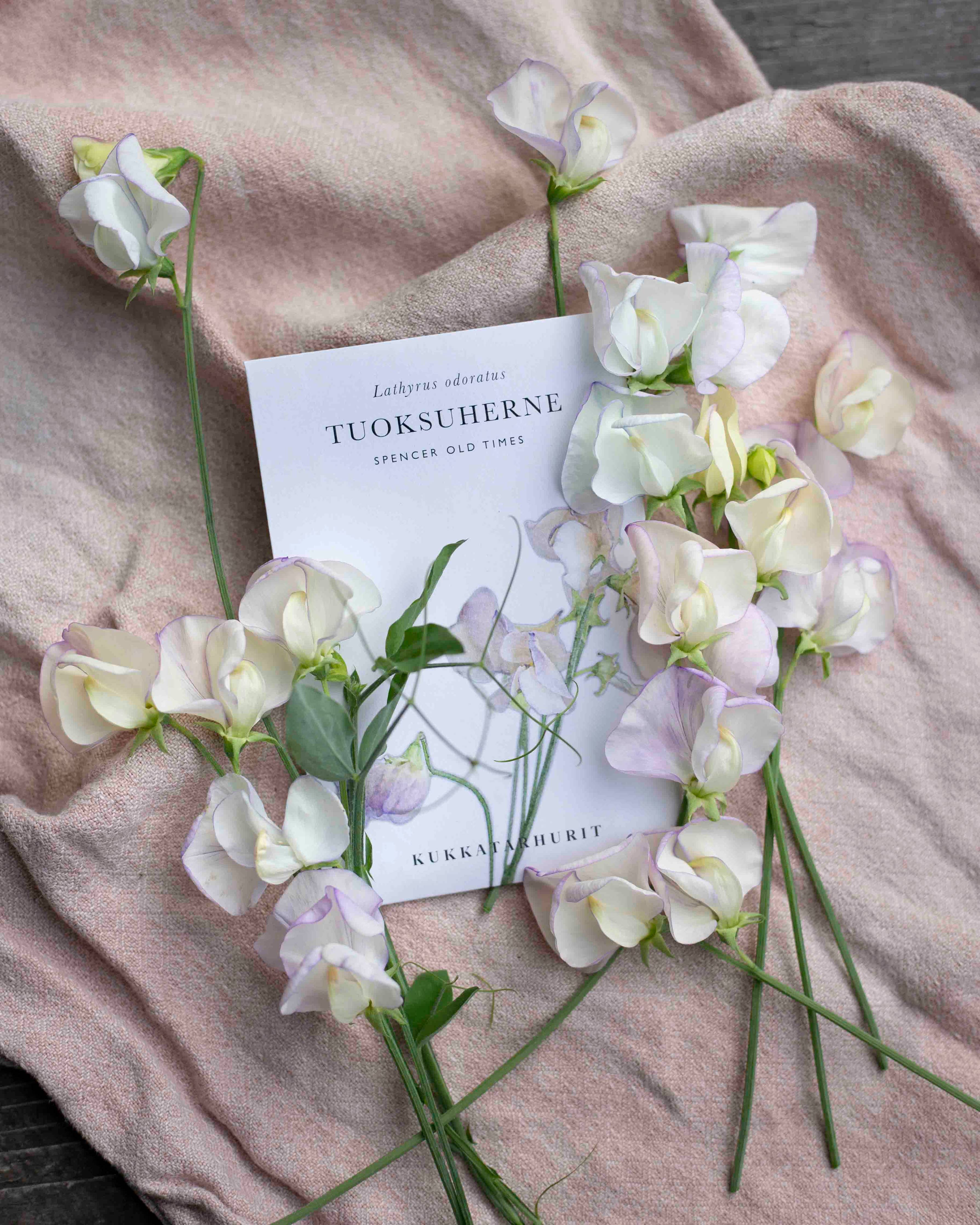 Duftwicke 'Spencer Old Times'