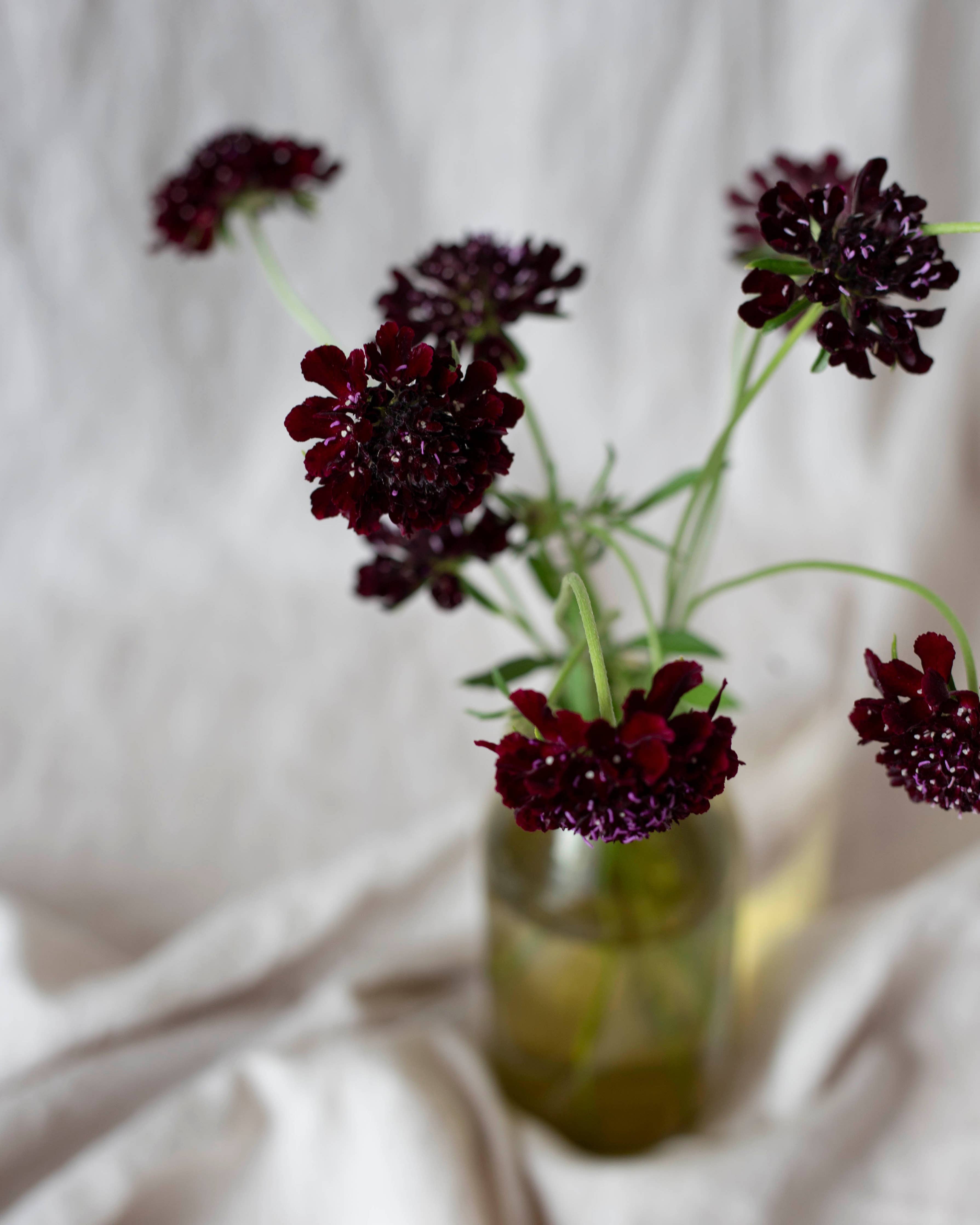 Koreatörmäkukka 'Black Knight' – Scabiosa atropurpurea, ca. 50 Samen