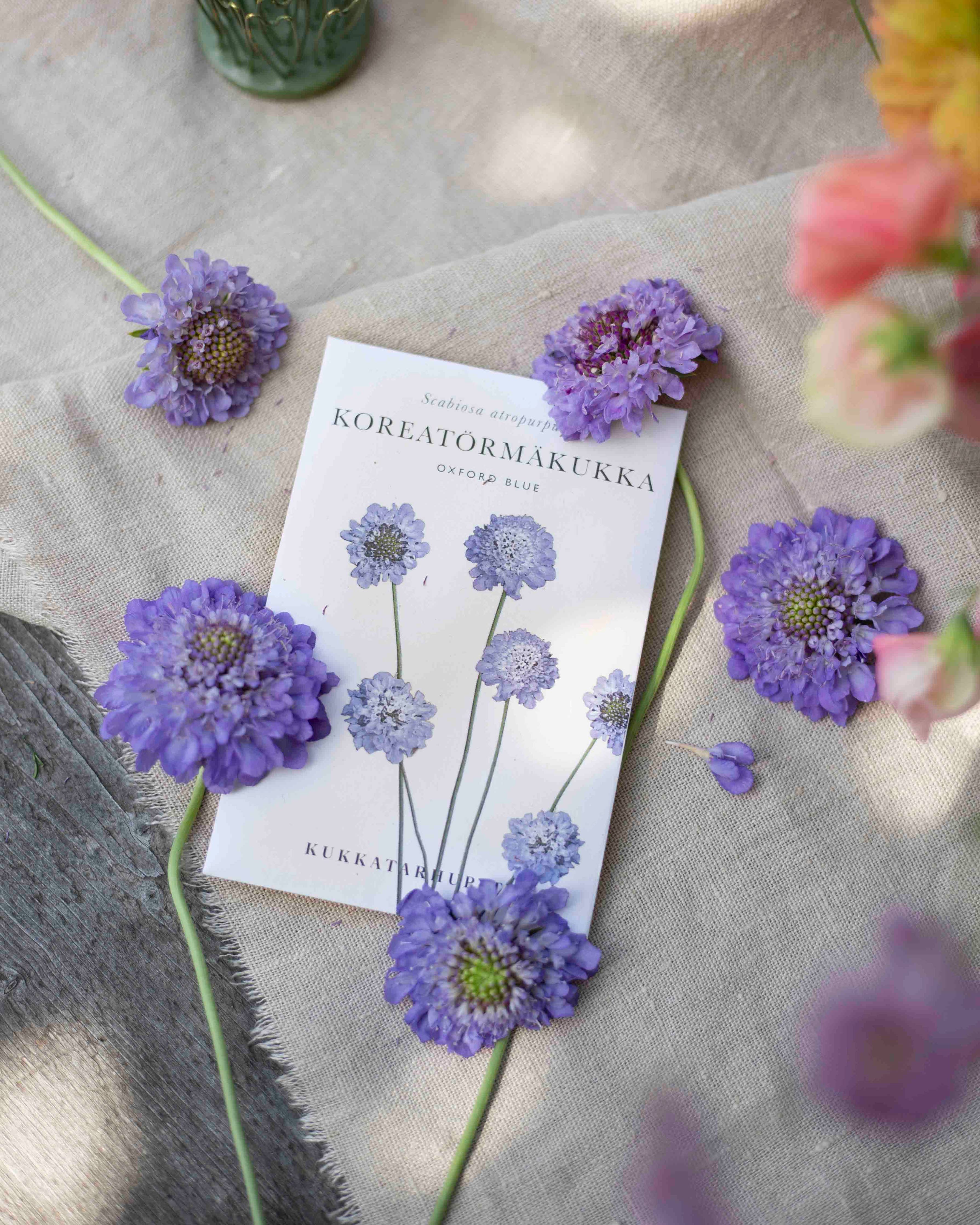 Koreatörmäkukka ‚Oxford Blue‘ – Scabiosa atropurpurea, ca. 50 Samen