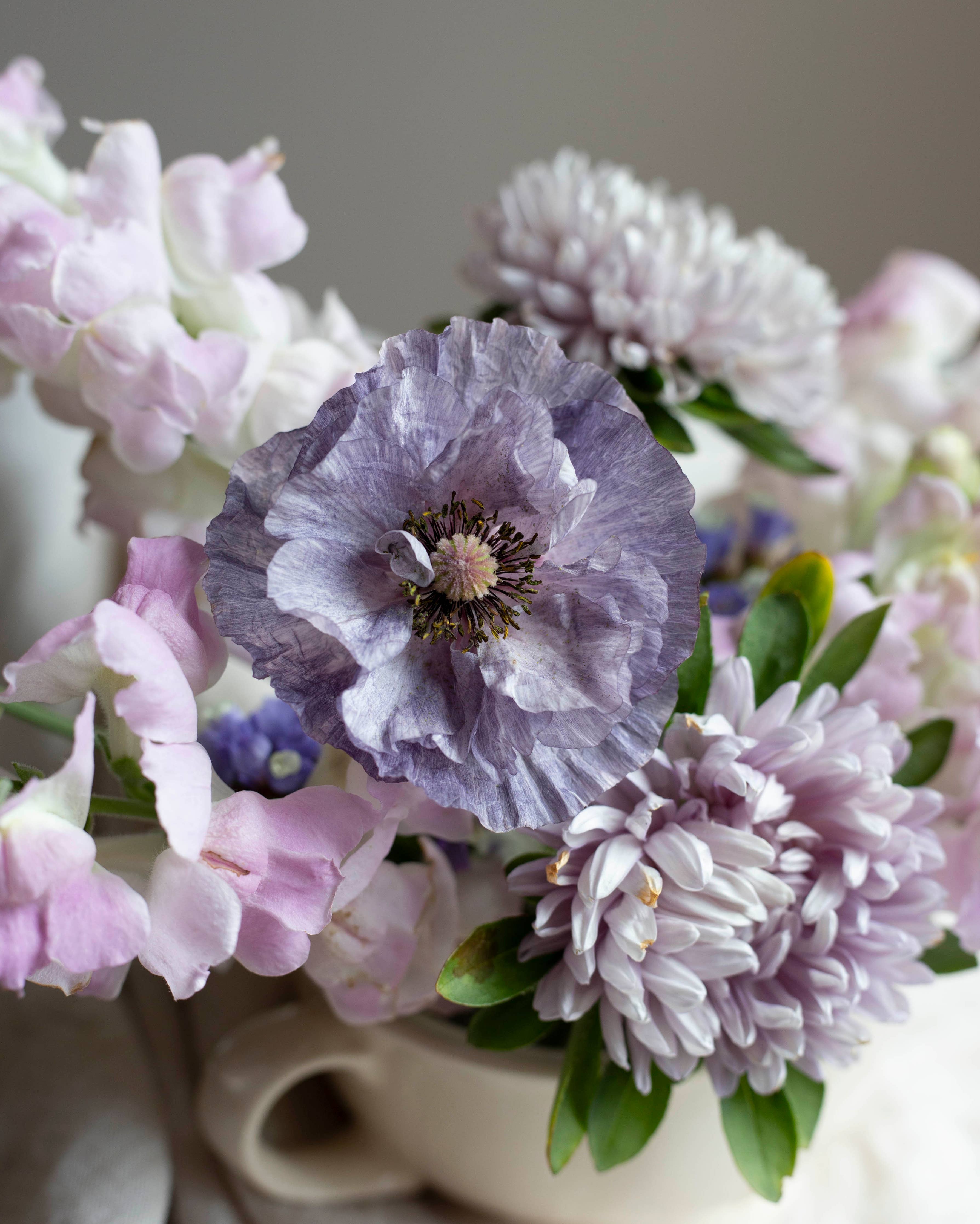 Silkkiunikko 'Amazing Grey' (Papaver rhoeas) – etwa 500 Samen