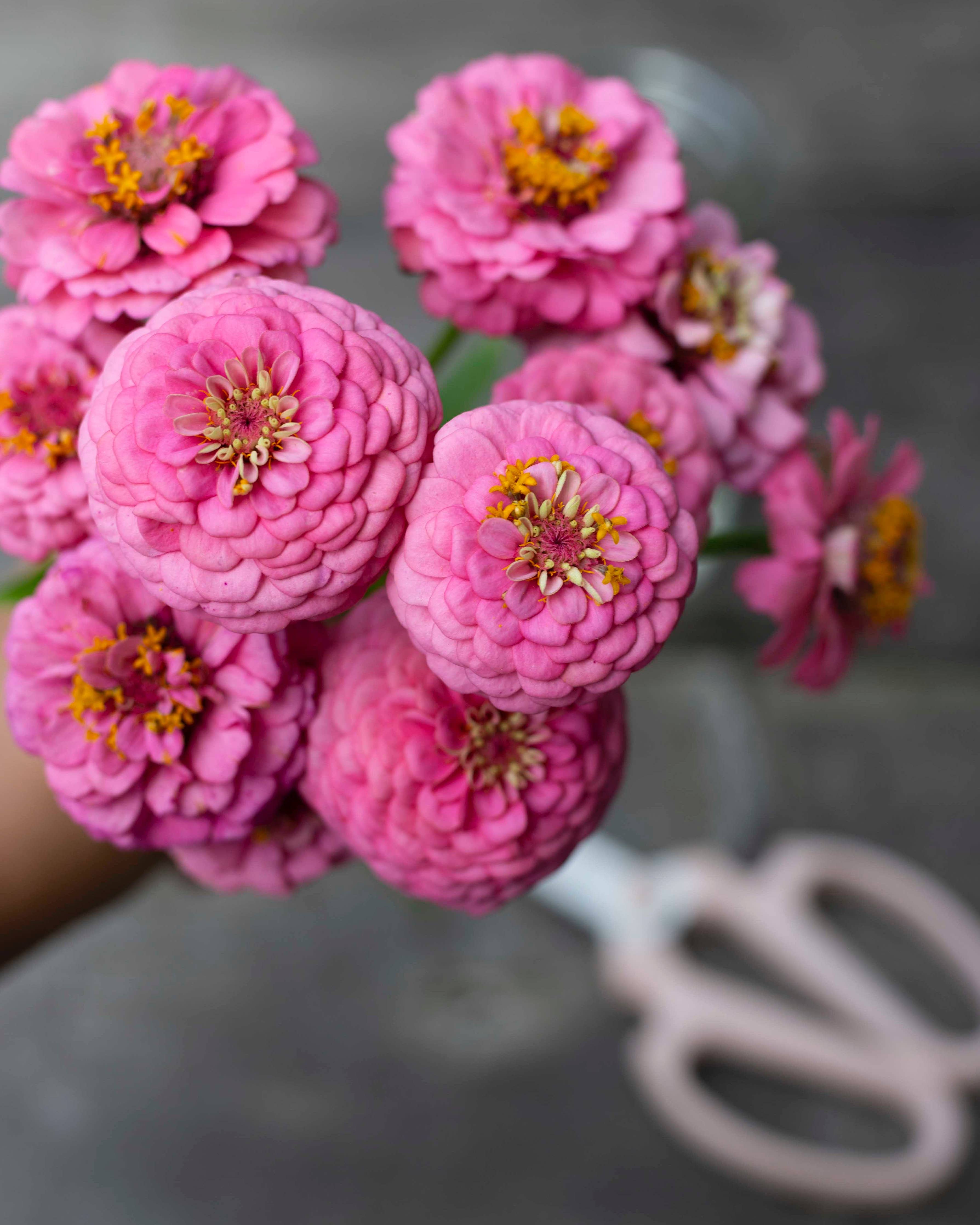 Isotsinnia Oklahoma Pink