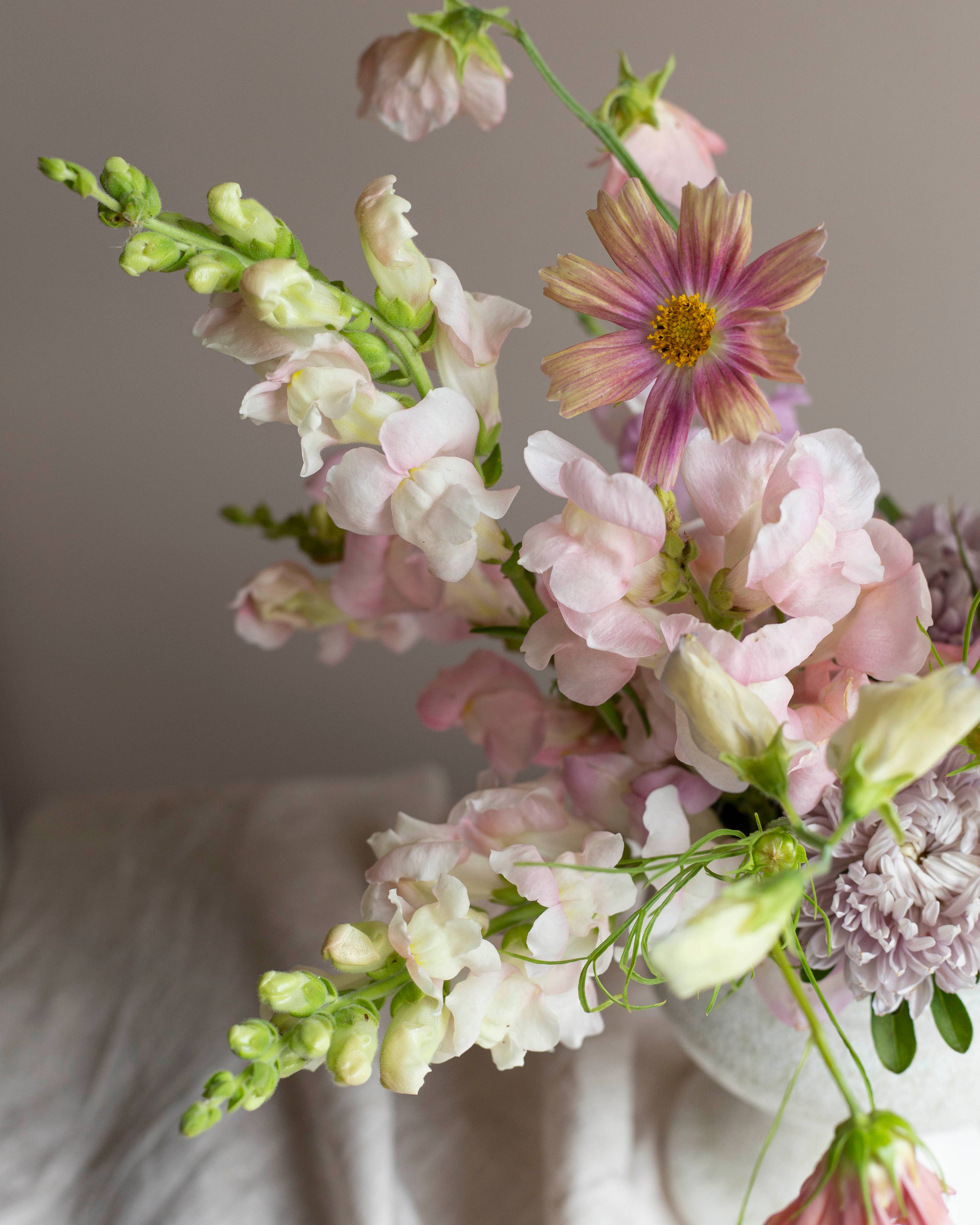 Leijonankita Costa Silber