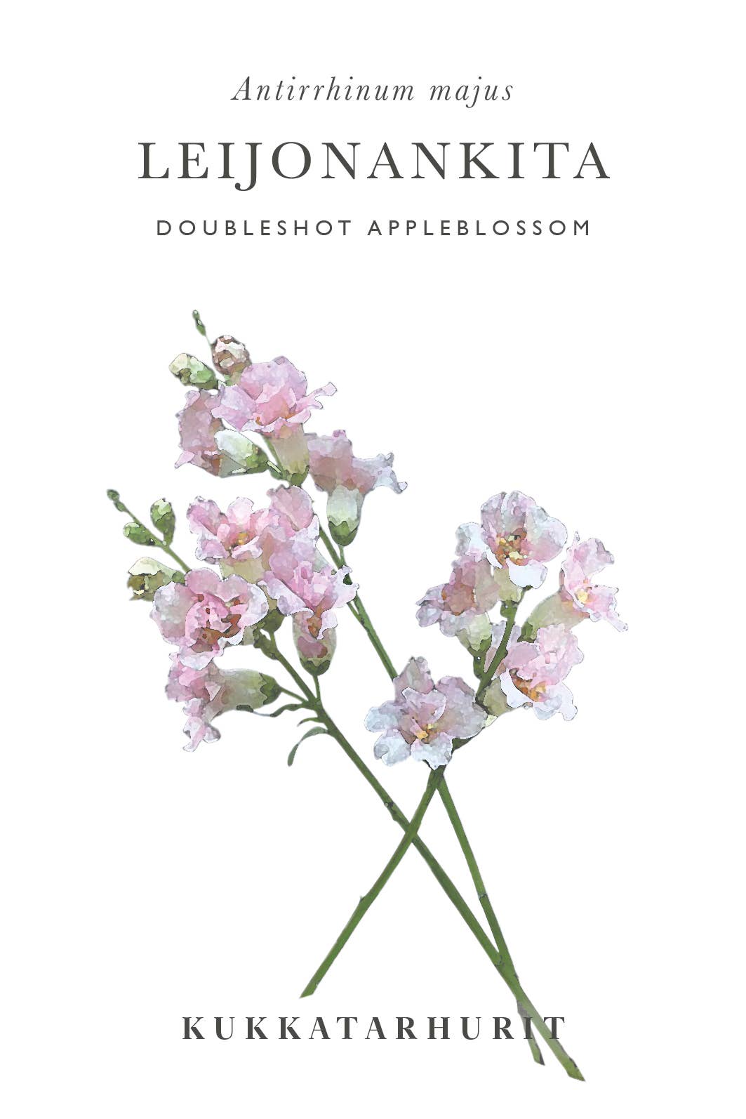 Leijonankita Doubleshot Apfelblüte