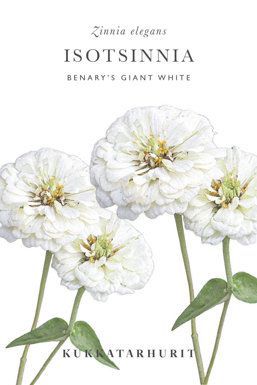 Isotsinnia 'Benary's Giant White' - Zinnia elegans, ca. 20 Samen