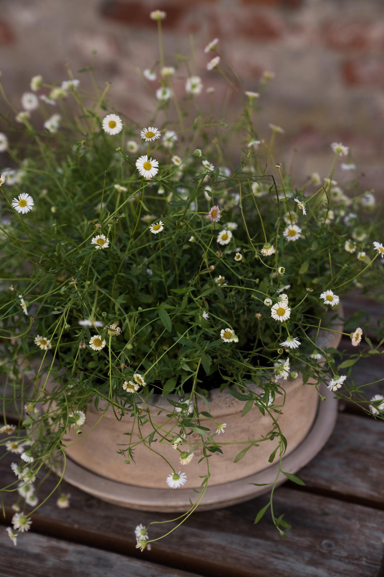 Topf mit Unterteller D33 H12 cm